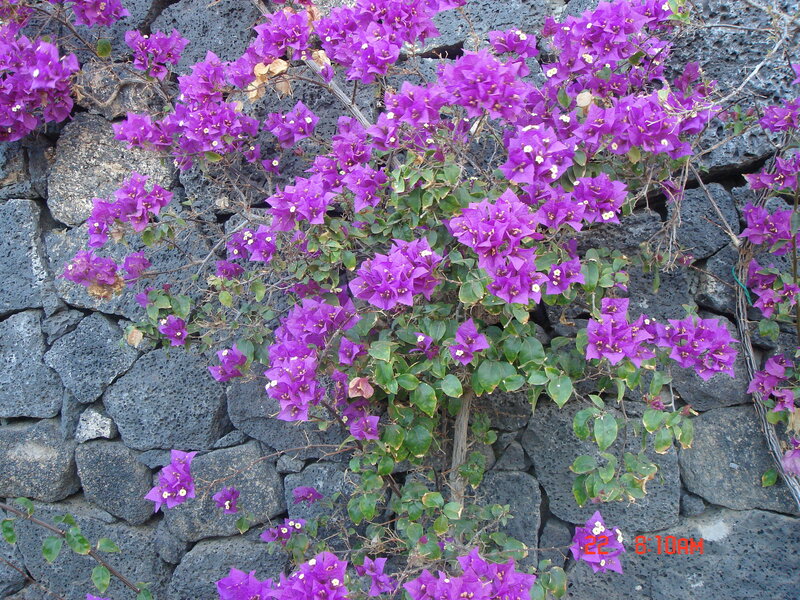 purple bougainvillea on stone wall