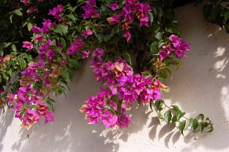 Purple bougainvillea on white wall