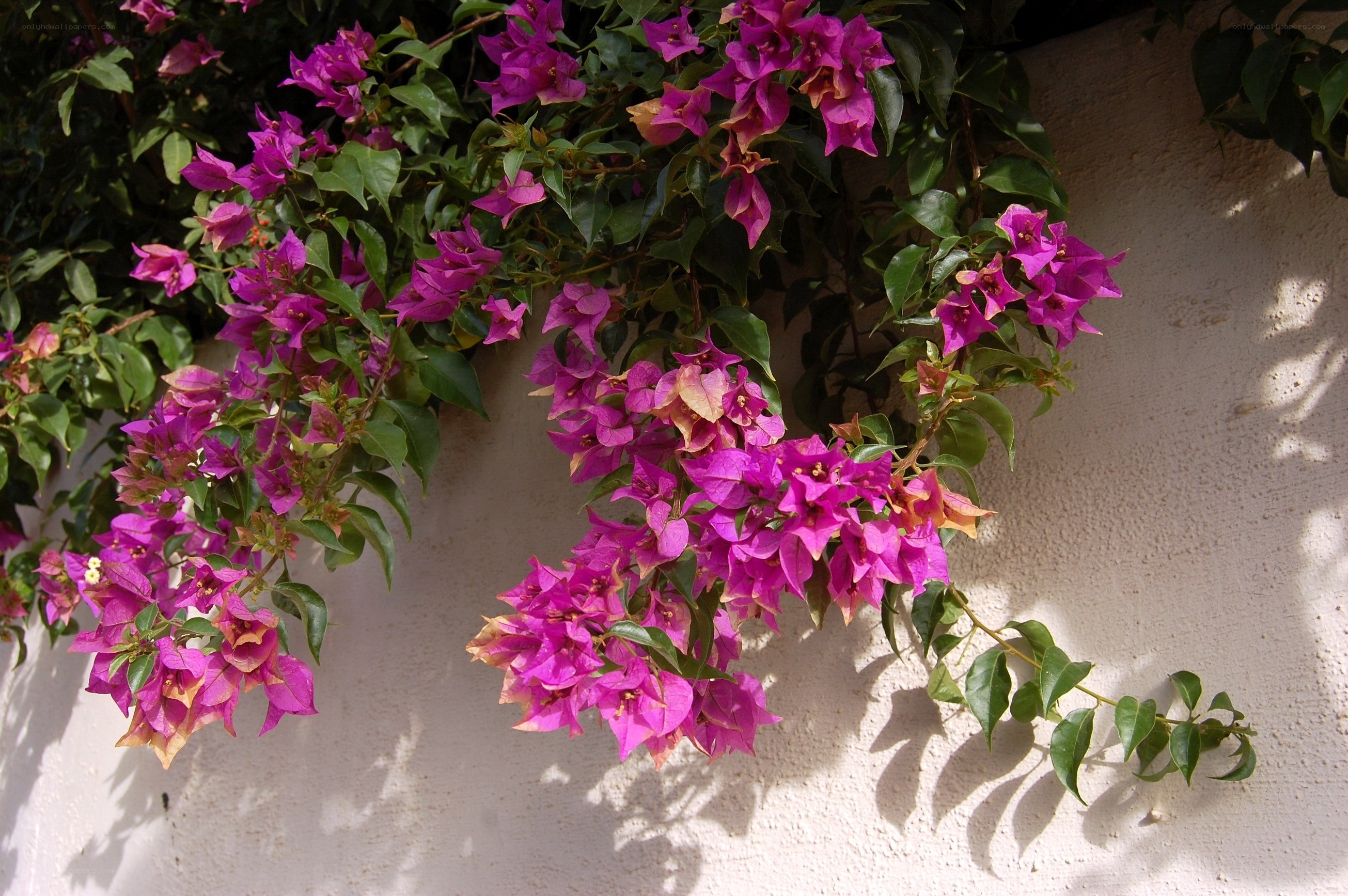 Purple bougainvillea on white wall