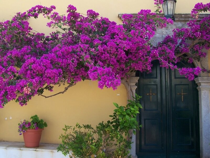 Purple Bougainvillea over Door