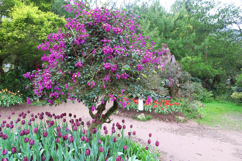 Purple Bougainvillea Tree — Serene