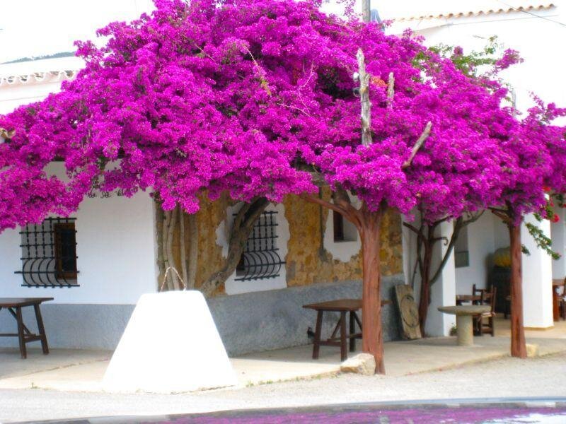 Purple Bougainvillea Tree