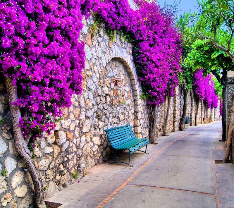 Purple Bougainvillea Wall — Serene, Afternoon, Photograph, Bench