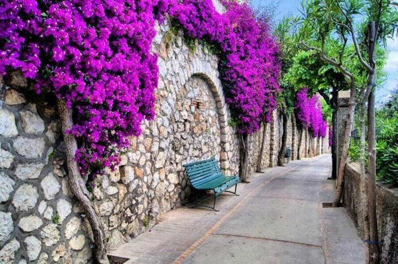Purple Bougainvillea Wall — Serene, Afternoon
