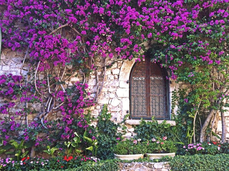 Purple Bougainvillea Wall — Serene