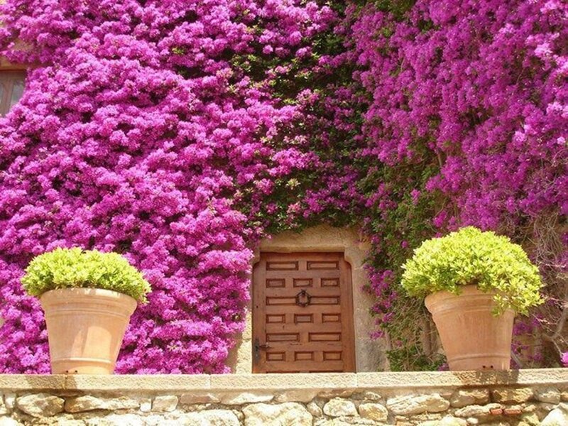 Purple Bougainvillea Wall