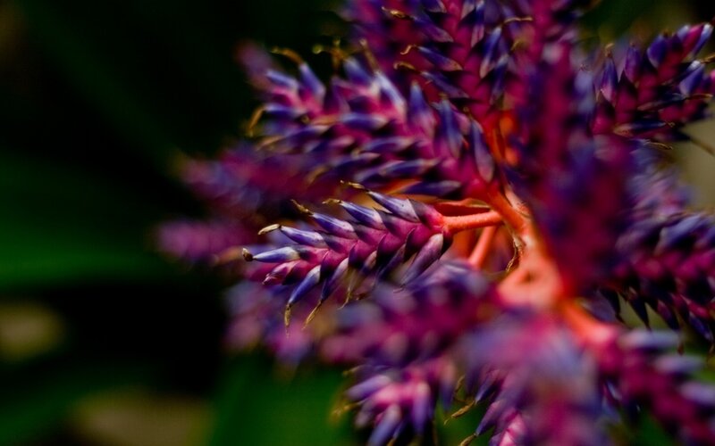 Purple Bromeliad Flower