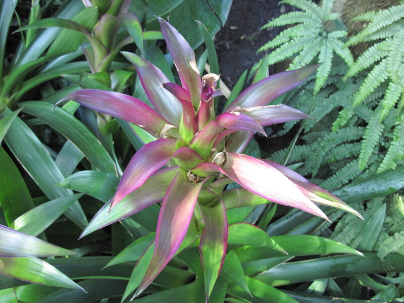 Purple Bromeliad Plant
