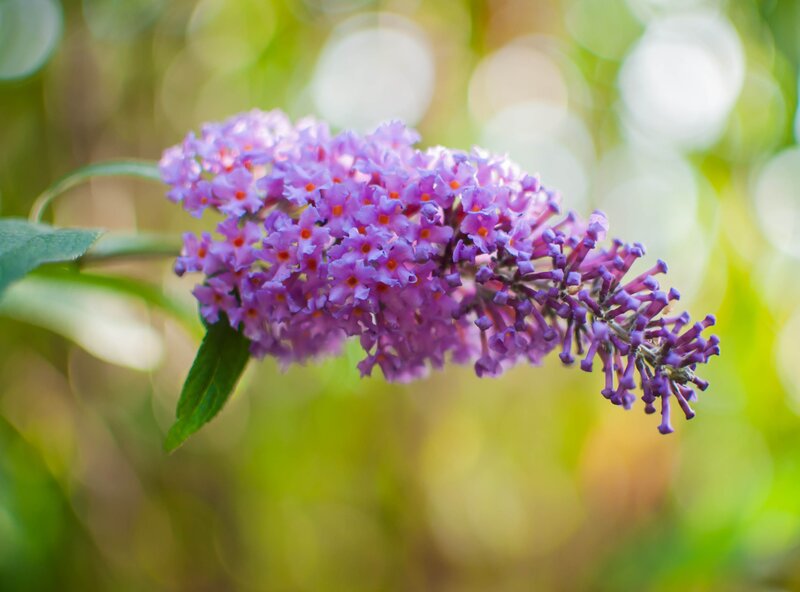 Purple Buddleia Flower — Serene