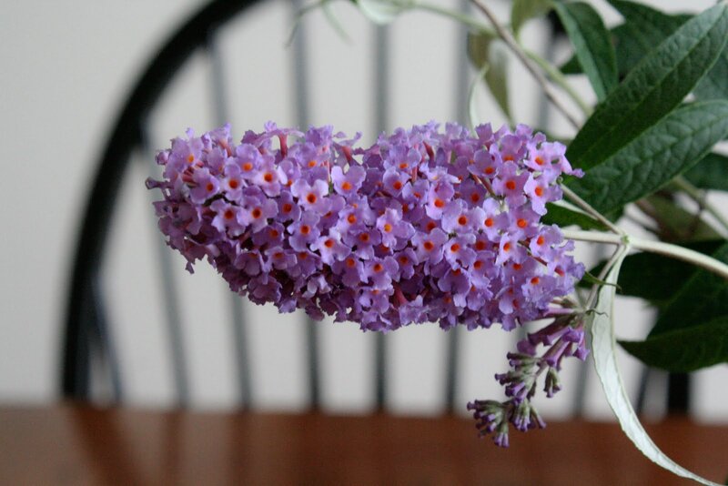 Purple Buddleia Flower