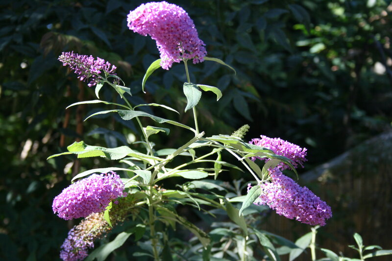 Purple Buddleia Flowers — Serene