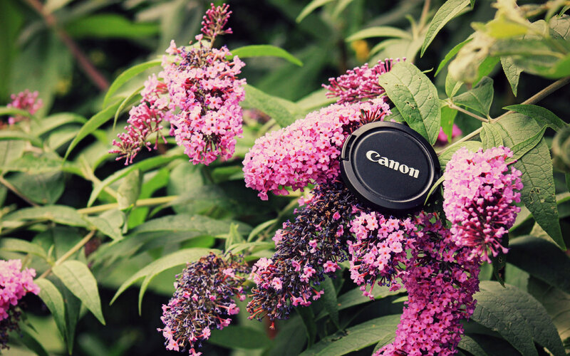 Purple Buddleia Flowers