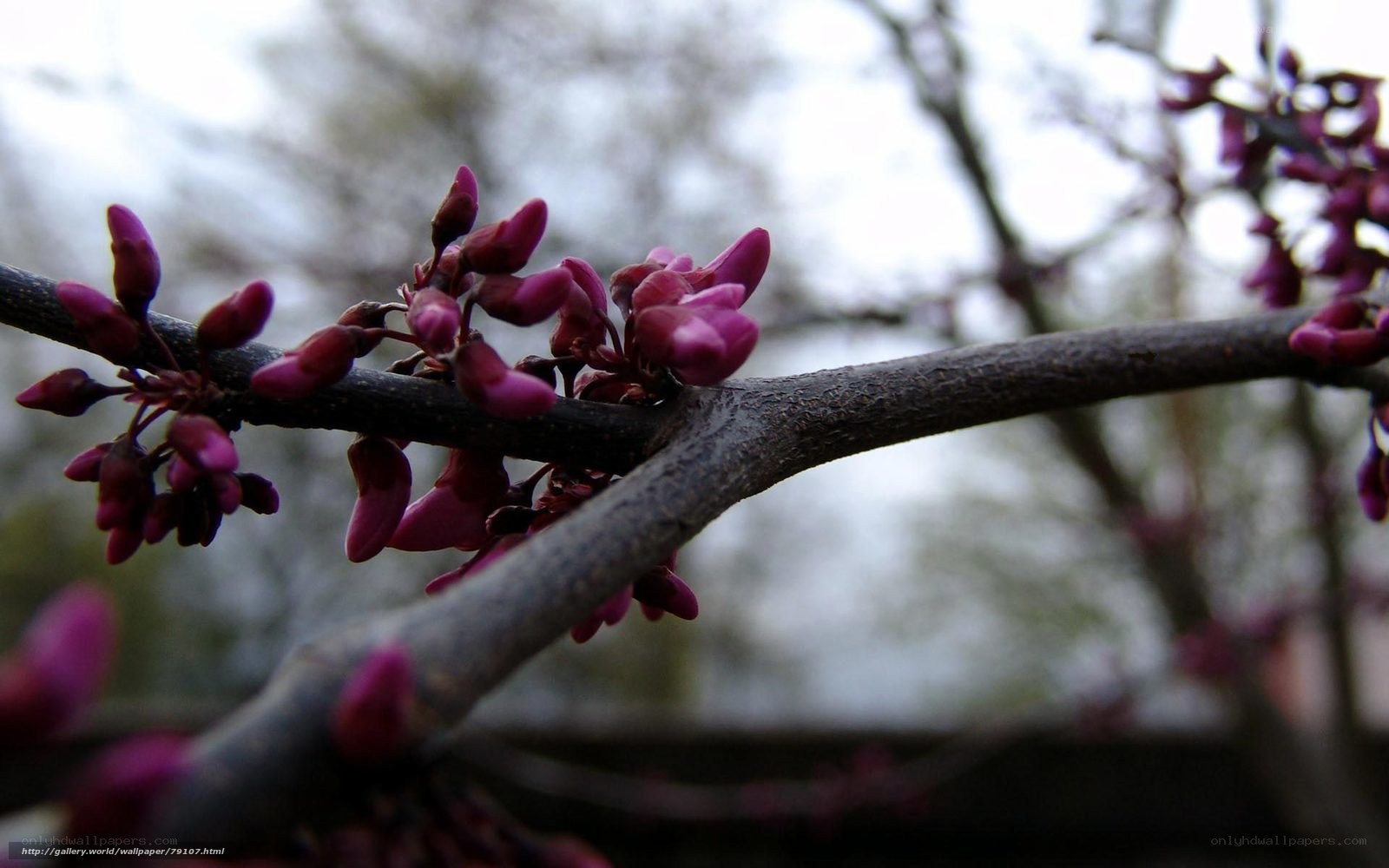 Purple buds on a tree branch