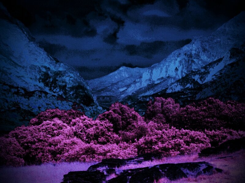 Purple Bushes in Valley