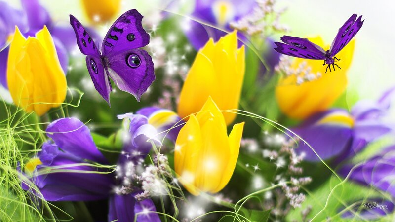Purple Butterflies and Tulips