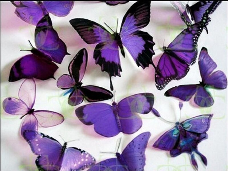 Purple Butterflies — Calm