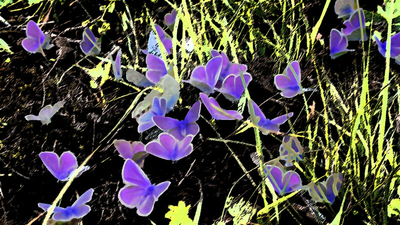 Purple Butterflies in Grass