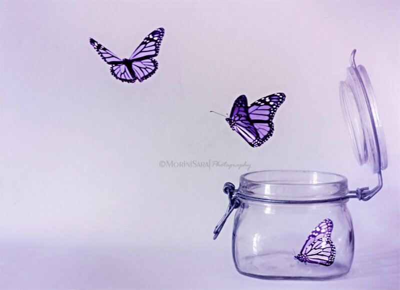 Purple Butterflies in Jar