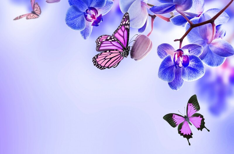 Purple Butterflies on Orchids — Serene, Digital Art, Flowers