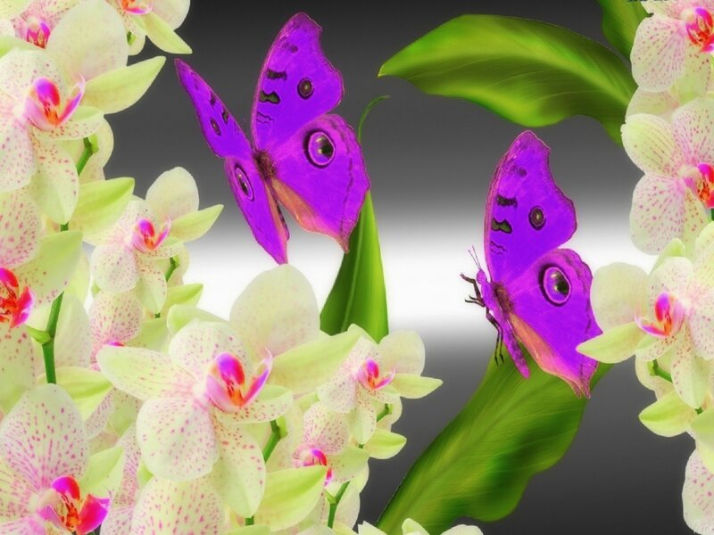 Purple Butterflies on Orchids — Serene