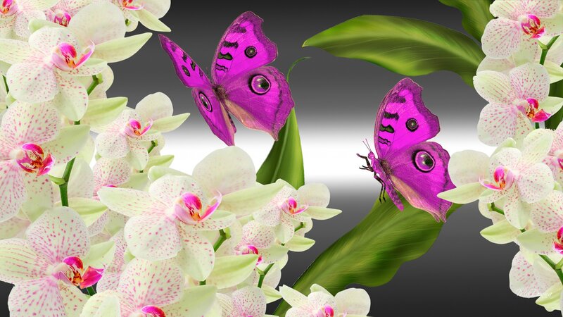 Purple Butterflies on Orchids