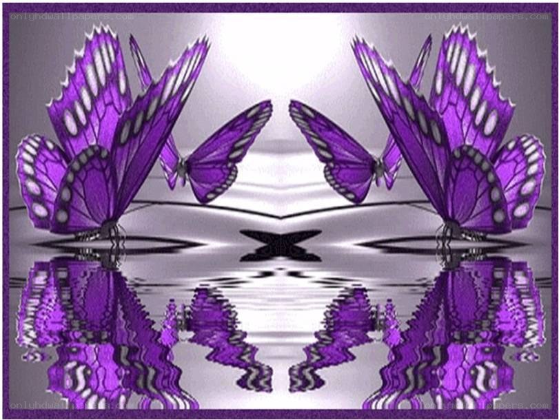 Purple butterflies reflection
