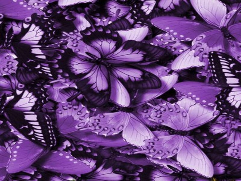Purple Butterflies
