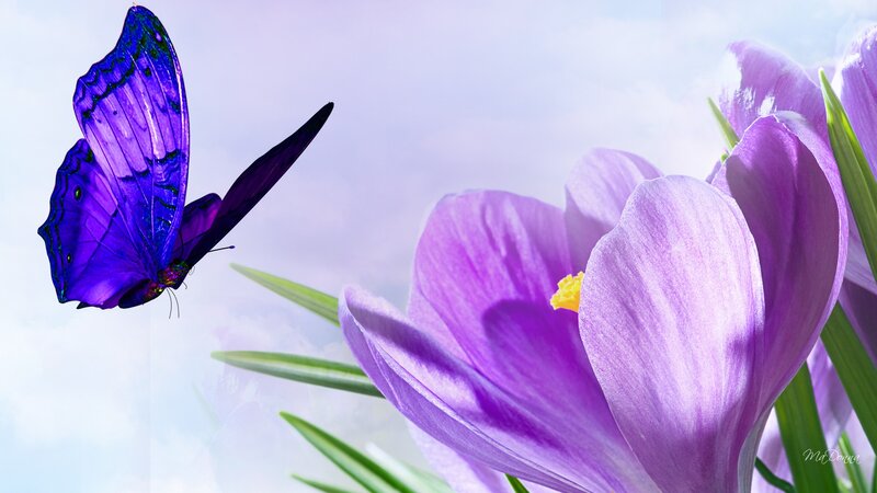 Purple Butterfly and Flower — Serene
