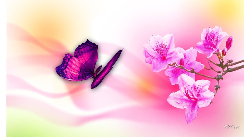 Purple Butterfly and Flowers — Pink, Serene, Spring
