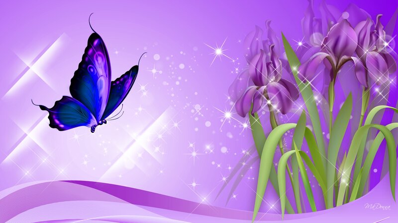 Purple Butterfly and Iris Flowers