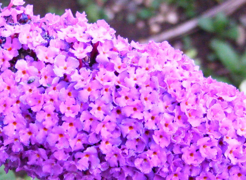 Purple Butterfly Bush — Calm, Summer
