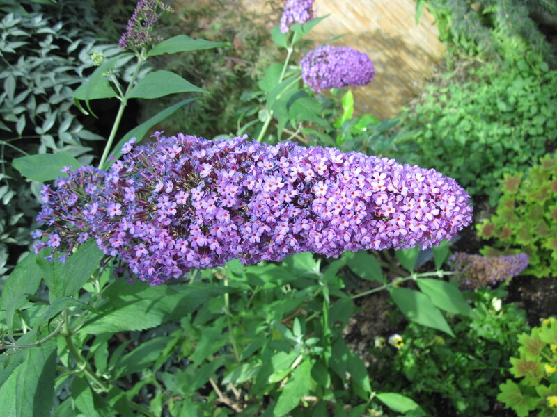 Purple Butterfly Bush — Calm