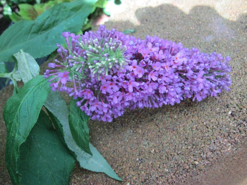 Purple Butterfly Bush Flower — Calm, Afternoon