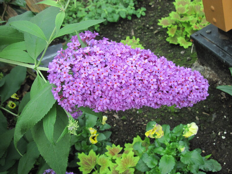 Purple Butterfly Bush Flower — Calm, Summer