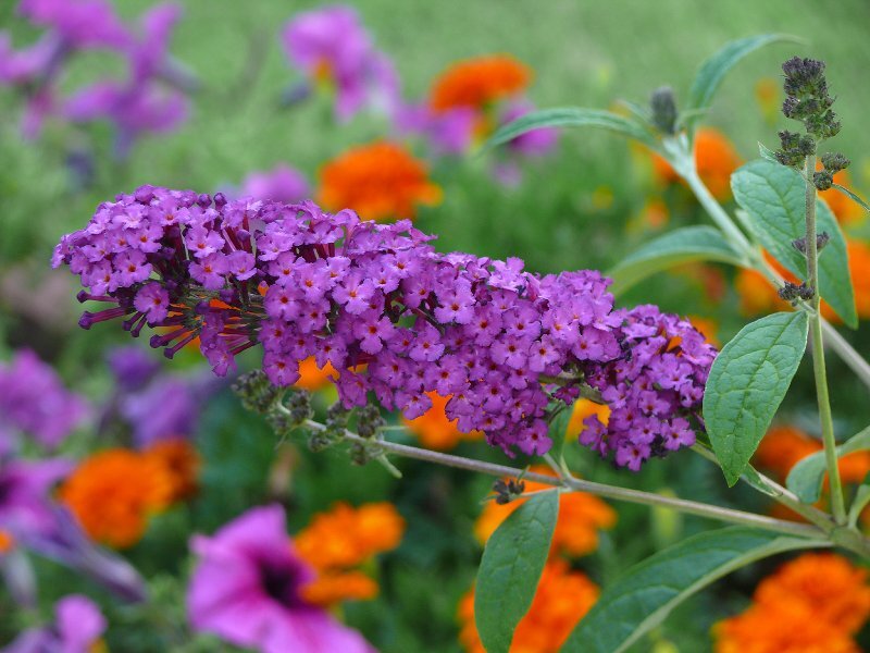 Purple Butterfly Bush Flower — Calm