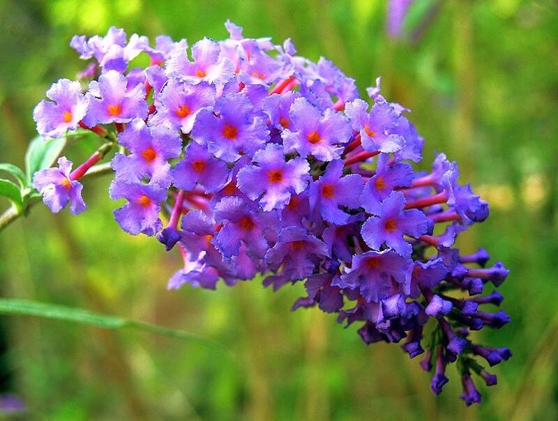 purple butterfly bush flower