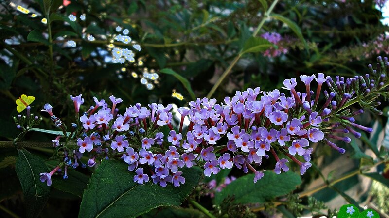 Purple Butterfly Bush Flowers