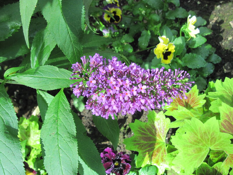 Purple Butterfly Bush