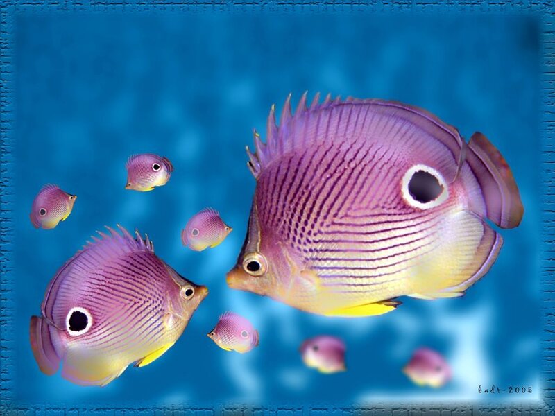Purple Butterfly Fish
