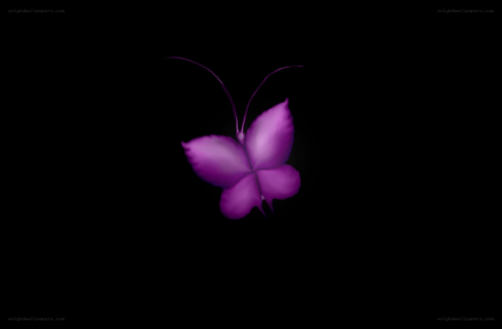 purple butterfly on black