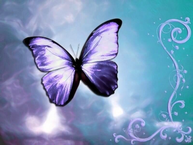 purple butterfly on blue background