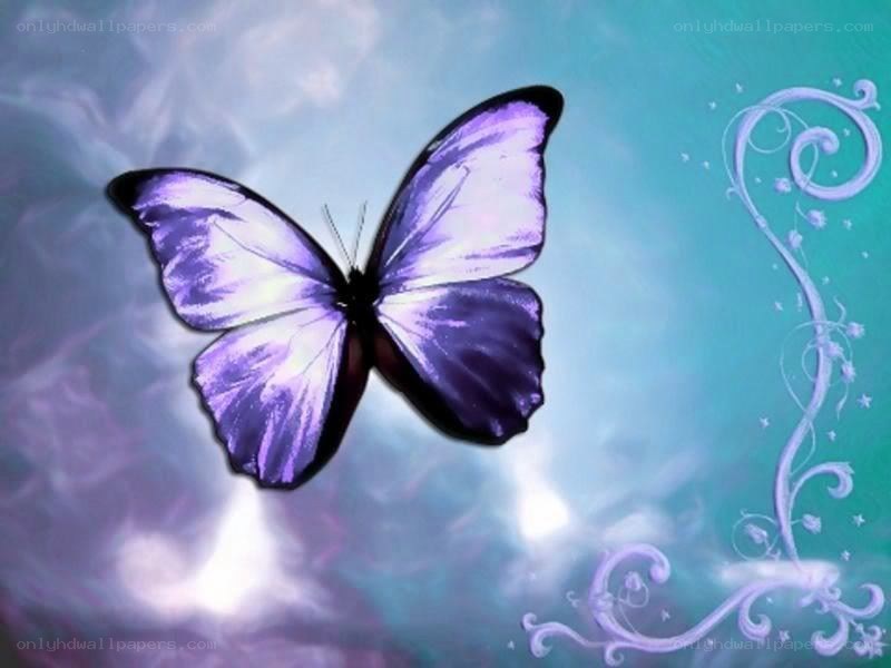 purple butterfly on blue background