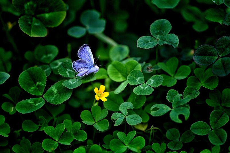 Purple Butterfly on Clover