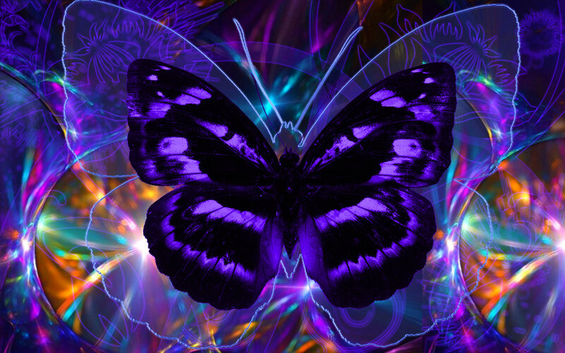 purple butterfly on colorful background