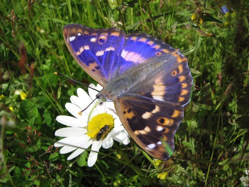 Purple Butterfly on Daisy