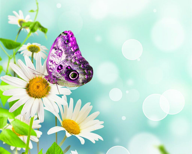 Purple Butterfly on Daisy — White, Serene