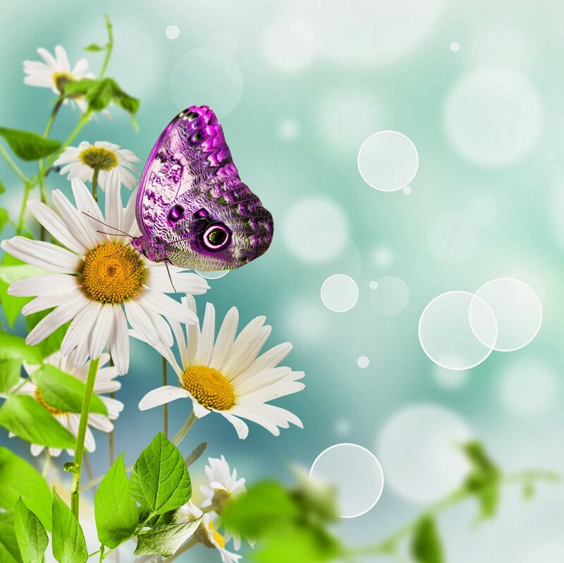 Purple Butterfly on Daisy — White