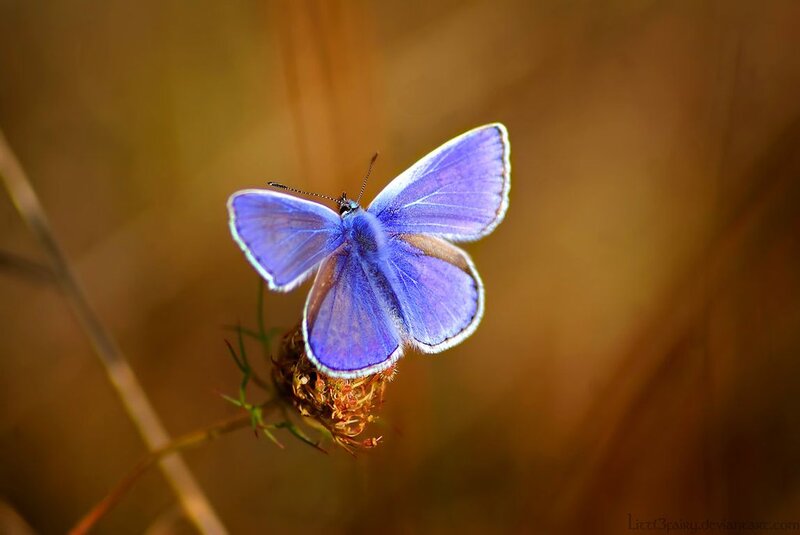 Purple Butterfly on Flower — Blue, Serene, Sunset