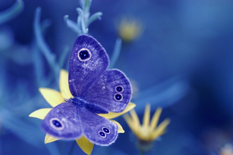 Purple Butterfly on Flower — Blue, Serene