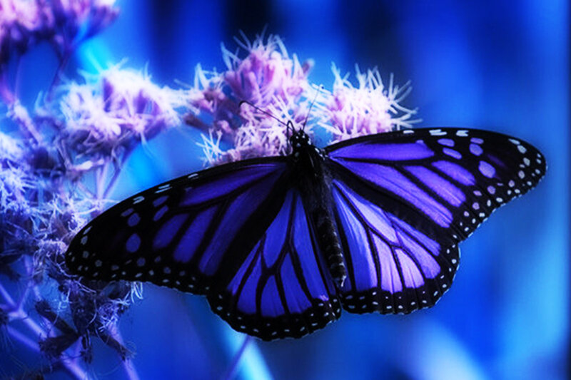 Purple Butterfly on Flower — Blue